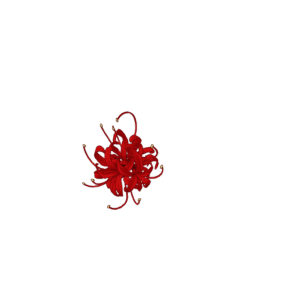 Red Spider Lily
