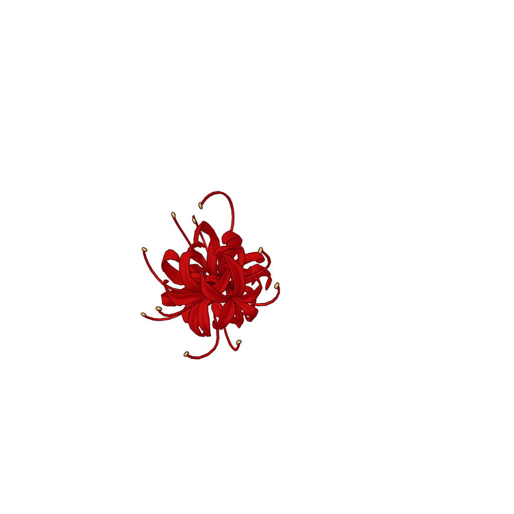 Red Spider Lily