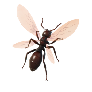 Ant-Tonio