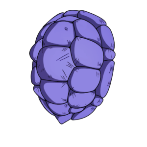 Kamesennin’s Shell