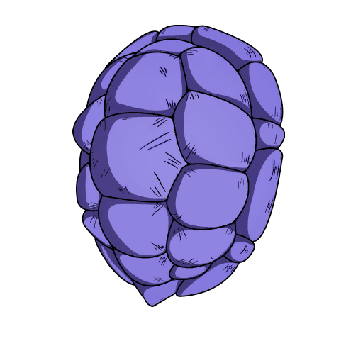 Kamesennin’s Shell